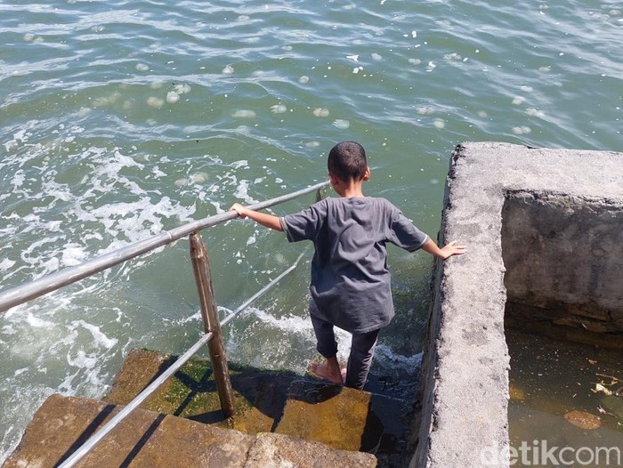 Ubur-ubur di 3 Pelabuhan Kota Probolinggo