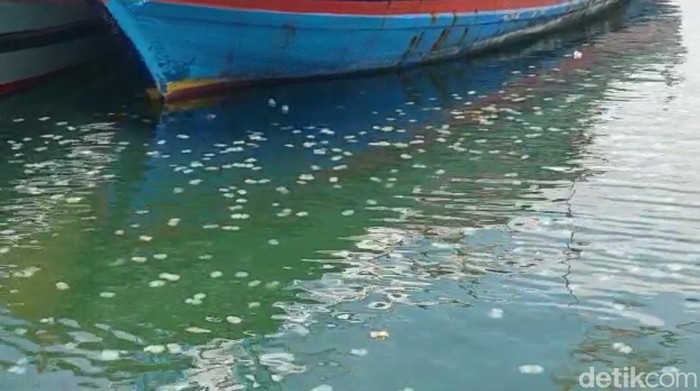 Ubur-ubur di 3 Pelabuhan Kota Probolinggo