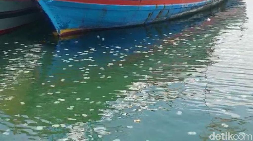 Fenomena Ubur-ubur Serbu Pantai Probolinggo Bikin Nelayan Tak Melaut