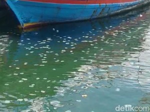 Fenomena Tidak Biasa, Ubur-ubur Datang Lebih Cepat di Probolinggo