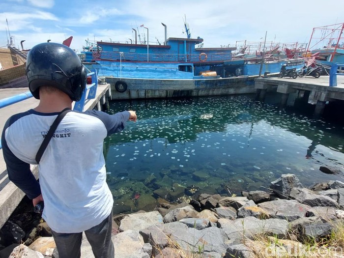 ubur-ubur di pantai utara probolinggo