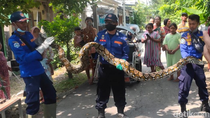 Ular Sanca yang ditemukan di salah satu warung di Lamongan