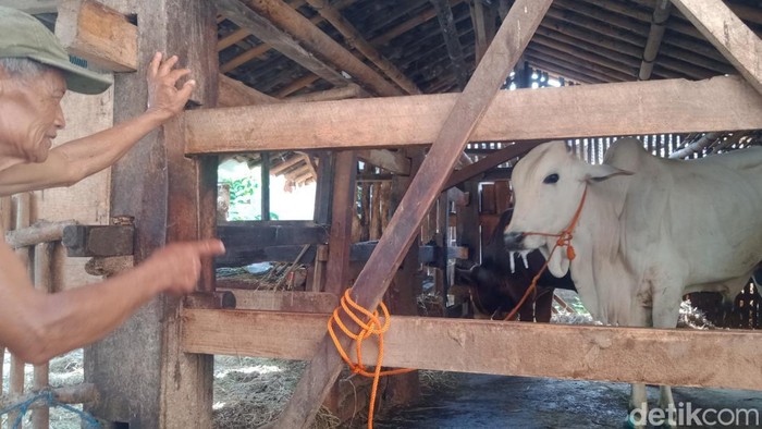 Warga Klaten menunjukkan sapinya yang bergejala penyakit kuku dan mulut, Kamis (12/5/2022).