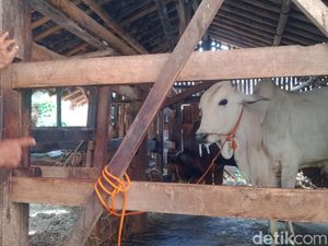 Lagi, Sapi Bergejala Penyakit Kuku dan Mulut di Klaten
