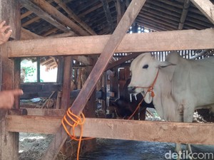 Lagi, Sapi Bergejala Penyakit Kuku dan Mulut di Klaten