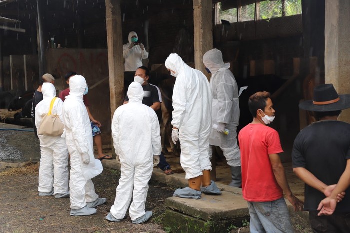 381 Sapi di Garut Terinfeksi PMK, Wabup Usul Keadaan Darurat