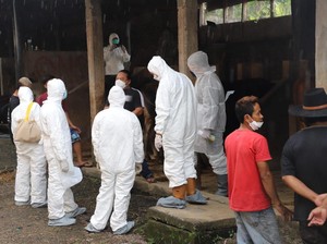 381 Sapi di Garut Terinfeksi PMK, Wabup Usulkan Keadaan Darurat
