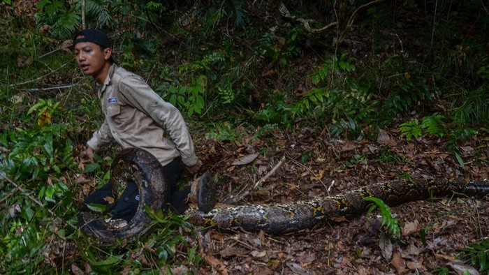 Amar saat dililit ular piton sepanjang 8 meter