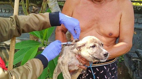 Petugas saat memberikan vaksinasi rabies terhadap HPR di Desa Pergung, Jembrana, Kamis (12/5/2022)