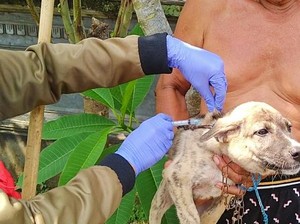 Stok VAR Menipis, Korban Rabies di Jembrana Terancam Tak Dapat Vaksin