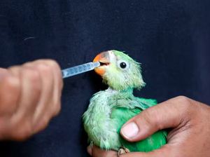 Cuaca Panas Menyengat di India, Burung-burung Berjatuhan