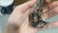 Banyak orang tergoda melakukan pemesanan makanan online karena diskon potongan harga. Tapi iming-iming diskon ini juga terkadang bikin kesal. Masa seporsi cumi isinya satu ekor kecil. Foto: Instagram @_sadfood