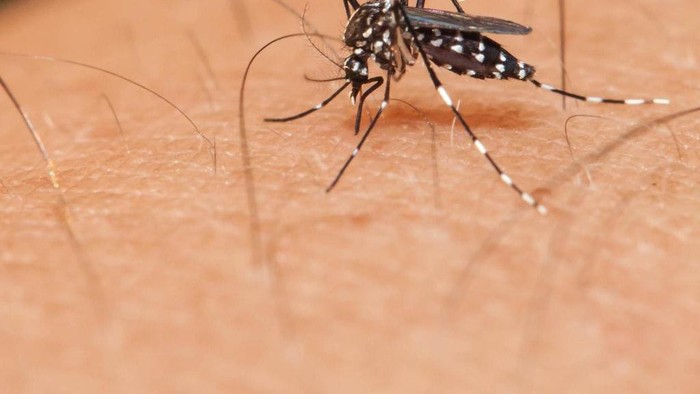 demam berdarah dengue