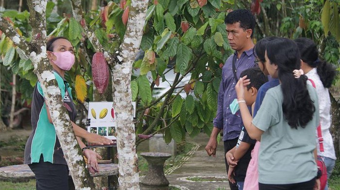 Pemandu di Desa Cokelat Bali di Desa Cau, Kecamatan Marga, memberikan penjelasan mengenai budidaya dalam paket wisata cokelat.