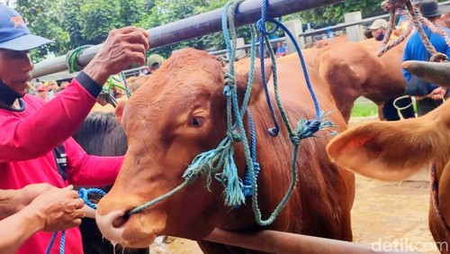 Ilustrasi hewan ternak sapi