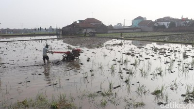 Intip Persiapan Tanam Padi di Bandung