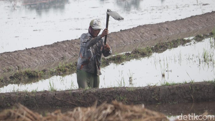 Musim tanam padi dimulai di kawasan Bandung, Jawa Barat. Nah, seperti apa sih persiapan para petani? Penasaran?