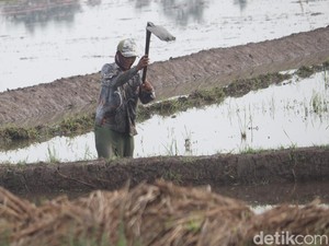 Pemerintah Tak Bisa Sendirian Genjot Ketahanan Pangan, BUMN Punya Peran?