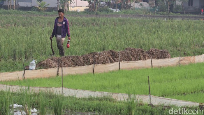 Musim tanam padi dimulai di kawasan Bandung, Jawa Barat. Nah, seperti apa sih persiapan para petani? Penasaran?