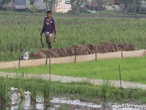 Ini Penyebab Lahan Sawah di Kota Bandung Kian Menyusut