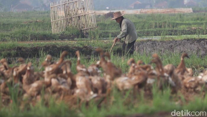 Musim tanam padi dimulai di kawasan Bandung, Jawa Barat. Nah, seperti apa sih persiapan para petani? Penasaran?