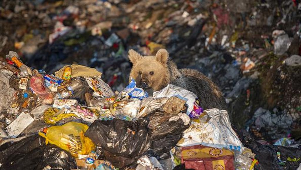 Kasihan, Beruang ini Kais Makanan dari Tumpukan Sampah