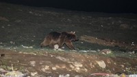Beberapa beruang yang malas lebih suka tinggal di kota dan mencari makan dengan lebih mudah dari tempat sampah.