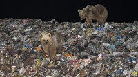 Warga setempat sering kali menyaksikan beruang di tempat sampah kota untuk mencari makanan di malam hari.