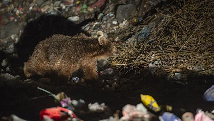 Kasihan, Beruang ini Kais Makanan di Tumpukan Sampah KARS, TURKIYE - MAY 13: A brown bear looks for food in a dump site in Sarikamis district of Kars, Turkiye on May 13, 2022. (Photo by Sidar Can Eren/Anadolu Agency via Getty Images)