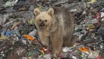 Kasihan, Beruang ini Kais Makanan dari Tumpukan Sampah