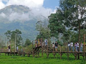 Wisata Patean Bikin Traveler Bisa Foto Maksimal di Tengah Kebun Teh
