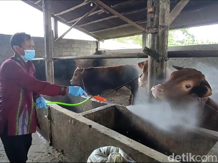 Penyemprotan disinfektan di salah satu kandang sapi yang terjangkit virus PMK di Lamongan.