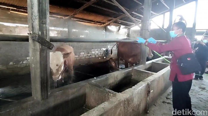 Penyemprotan disinfektan di salah satu kandang sapi yang terjangkit virus PMK di Lamongan.