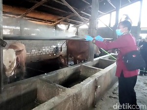 Jelang Idul Adha, Ternak di Lamongan Sudah 2 Kali Disuntik Vaksin PMK