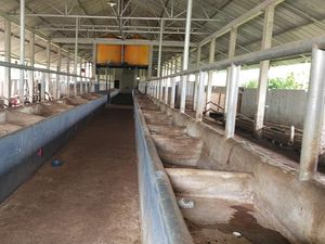 Peternak Sapi Sampang Madura Pilih Kosongkan Kandang Saat Wabah PMK di Jatim