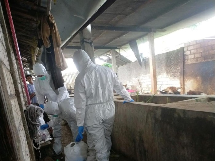 Petugas BBVet DIY mengambil sampel tes PCR pada sapi yang dicurigai terjangkit PMK di Desa Sidomulyo, Kecamatan Kaliori, Rembang, Minggu (8/5/2022).