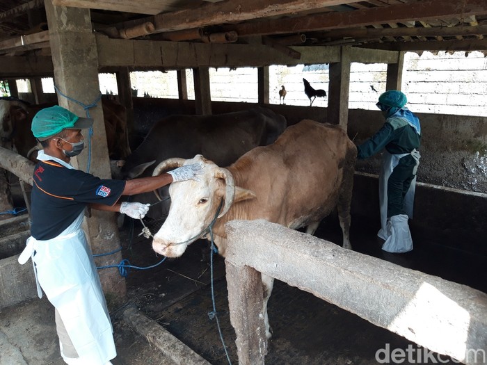 Petugas kesehatan hewan memeriksa sapi-sapi yang terpapar penyakit mulut dan kuku (PMK) di Desa Singosari, Kecamatan Mojosongo, Kabupaten Boyolali, Jumat (13/5/2022).