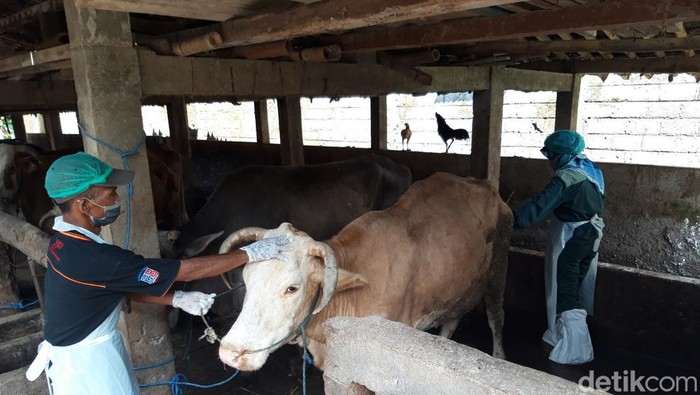 Petugas kesehatan hewan memeriksa sapi-sapi yang terpapar penyakit mulut dan kuku (PMK) di Desa Singosari, Kecamatan Mojosongo, Kabupaten Boyolali, Jumat (13/5/2022).