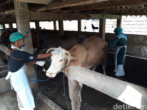 Boyolali Catat 21 Kasus Penyakit Mulut-Kuku Ternak di Singosari dan Ngenden