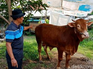 Peternak Bangkalan Terancam Tak Bisa Jualan Sapi Kurban Gegara Wabah PMK