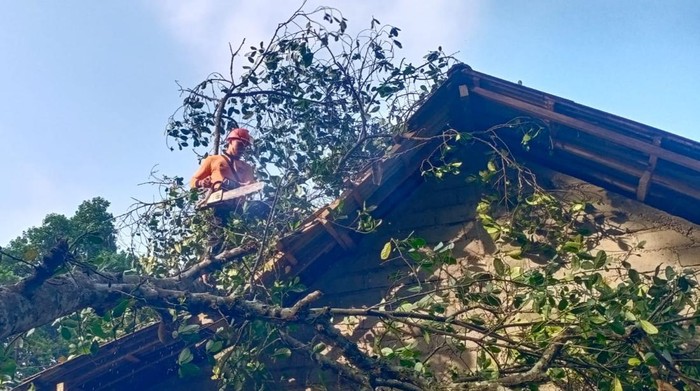 petugas BPBD Karangasem saat melakukan penanganan pohon tumbang yang menimpa rumah