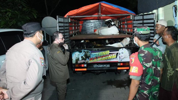 Polisi Gagalkan Puluhan Hewan Ternak Masuk ke Bangkalan di Jalan Tikus
