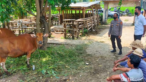 Polisi meminta Pemkab Lombok mengarantina hewan terjangkit PMK