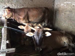 380 Sapi dan 7 Kambing di Lumajang Terjangkit Wabah PMK