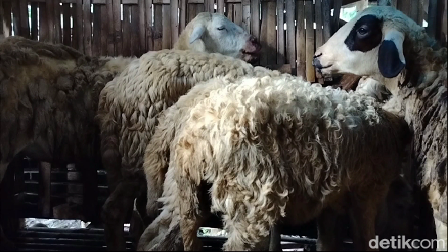 Pak Darman Membeli Seekor Sapi Untuk Berkurban Kurban Seekor Kambing untuk Berapa Orang? Ini Ketentuan Menurut Syariat