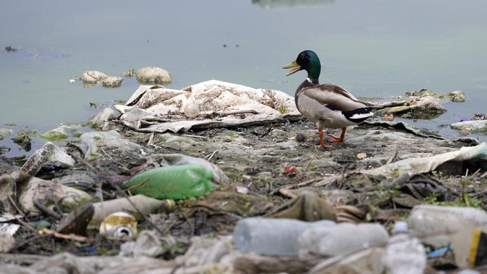 Serbia Darurat Sampah! A man walks between sunken boats, plastic bottles and waste at the Danube river in Belgrade, Serbia, Monday, May 10, 2022. (AP Photo/Darko Vojinovic)