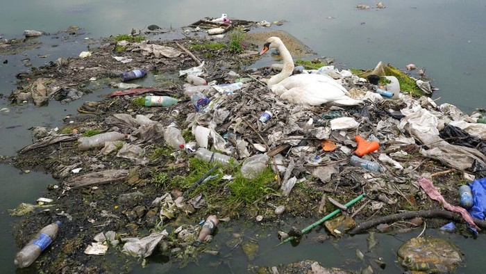 A swan sits on her eggs on nest made of rubbish found in the Danube river in Belgrade, Serbia, Monday, May 10, 2022. (AP Photo/Darko Vojinovic)
