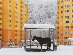Jawara dan Finalis Kontes Foto Jalanan yang Bikin Kagum