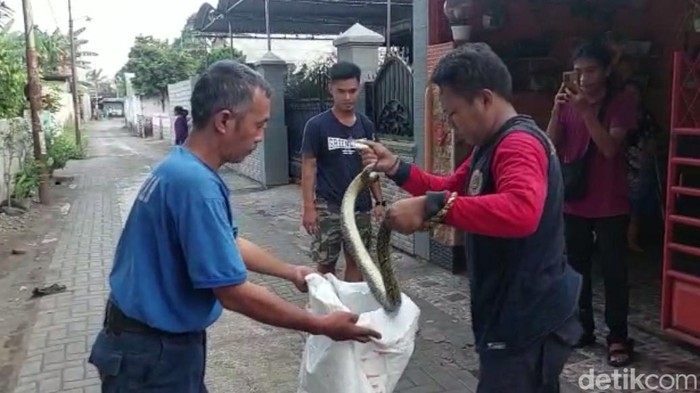 Ular Sanca Kembang betina 1,5 meter seberat 3 kilogram yang kelaparan berhasil diamankan dari rumah warga.