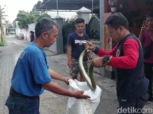 Ngeri! Ular Sanca Kelaparan Nyasar ke Rumah Warga Probolinggo